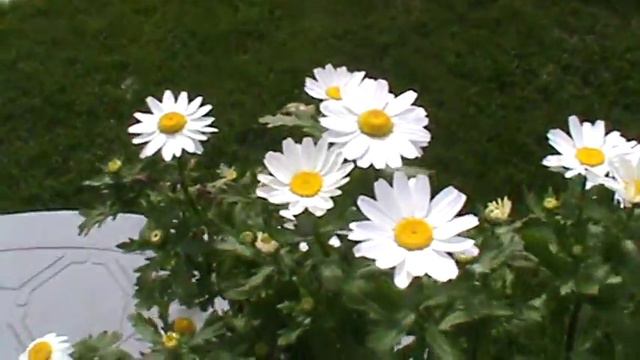 Garden haul смотреть онлайн