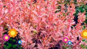 Барбарис оттавский Аурикома. Краткий обзор, описание характеристик berberis ottawensis Auricoma