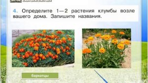 Задание 4 Что растёт на клумбе? - Окружающий мир 1 класс (Плешаков А.А.) 1 часть