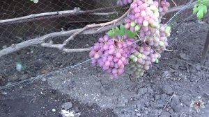 Сорт Винограда Гурман Радужный. Виноград 2015.