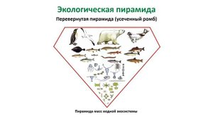 Биология 8 класс. Тема урока: "Компоненты экосистемы. Популяция и её экологические характеристики"