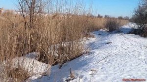 Заготовка прутьев ИВЫ ПРУТОВИДНОЙ для плетения корзин. Типичная обычная поездка за лозой.