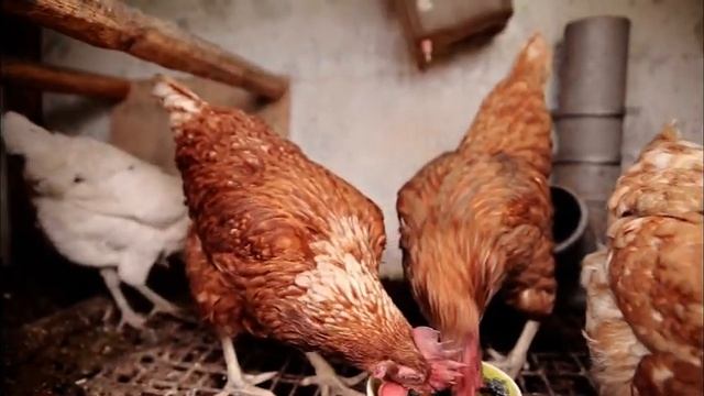 shungite. Сюжет о шунгите смотреть онлайн