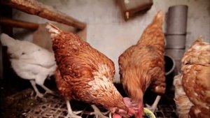 shungite.  Сюжет о шунгите