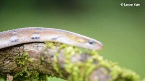 “ಆಭರಣದ ಹಾವು ” Trinket snake - Nonvenomous Kabini  Outskirts @ 28 Nov 2021