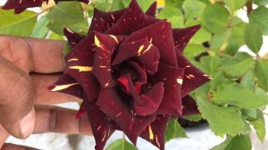 A MAGICAL ROSE (ABRACADABRA) #rose #roseseries #abrakadabra