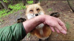 Ли Сяо / Alice the Fox Лиса Алиса (Лиса никому не дает залезть в яму)