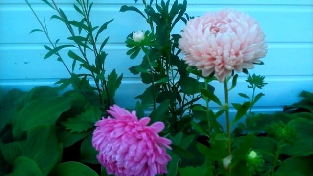 Осень 2016 смотреть онлайн