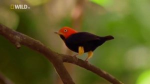 Как самцы животных необычно привлекают самок