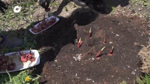 Дачный десант / Цветы, цветы / 26.05.24