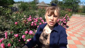 Подкорми ЭТИМ РОЗЫ для МОЩНОГО ЦВЕТЕНИЯ! / Подкормка роз во время бутонизации и цветения.