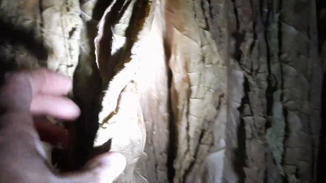 Теневая сушка Табака смотреть онлайн