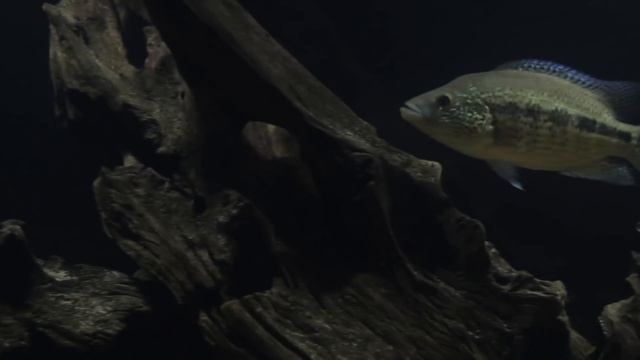 Мой аквариум на 500 литров и его обитатели.Арована,цихлазома Дови, Псевдоплатистома. смотреть онлайн