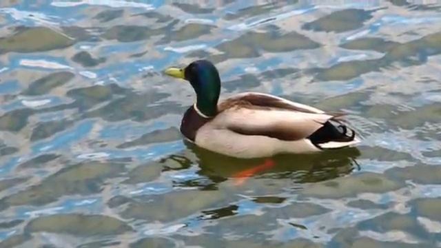 Алексеевское озеро в мае