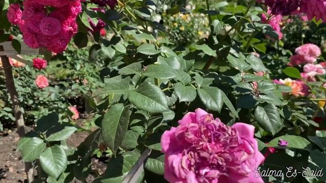 КАК ОБРЕЗАТЬ ПЛЕТИСТУЮ РОЗУ Salma Es-Said. ОБУЧАЮЩИЙ УРОК. смотреть онлайн