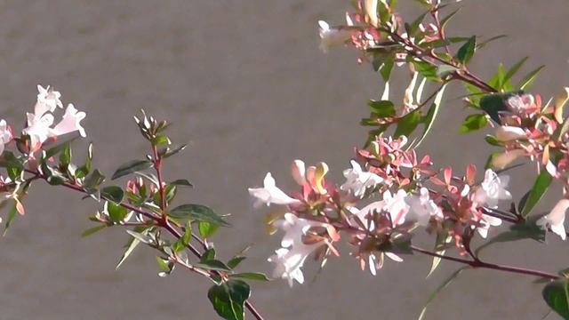 Swallowtail butterfly drinking nectar (Papilio machaon) смотреть онлайн