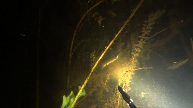 подводная охота осень 2021 сомы,щука обедает,находки под водой