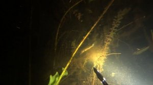 подводная охота осень 2021 сомы,щука обедает,находки под водой