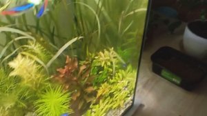 О том как проходит твое утро, когда у тебя 4 аквариума / Влог. Кормим, подмениваем воду, рисуем фон