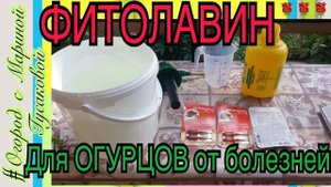 ОГУРЦЫ Болезни Листьев Фитолавин от Бактериальной и Грибковой Инфекции