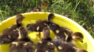 Маленькие утята плавают в воде. Лето в деревне