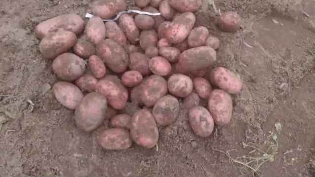 Какая выросла картошка из присланных семян от фирмы ДОЛИНА РАСТЕНИЙ смотреть онлайн