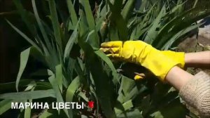 Ирисы обрезаем и удобряем правильно КОГДА И КАК