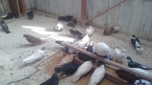 Причины почему голуби не летают долго. смотреть онлайн