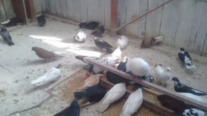 Причины почему голуби не летают долго.