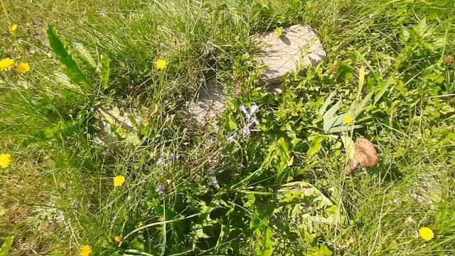 Walk around the Garden - NEW Baptisia plant + MORE! смотреть онлайн