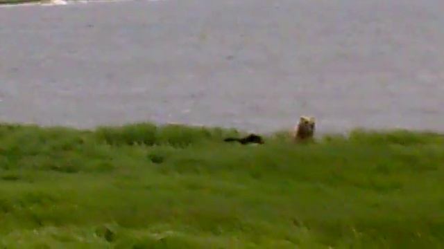 Медведица потеряла медвежонка смотреть онлайн