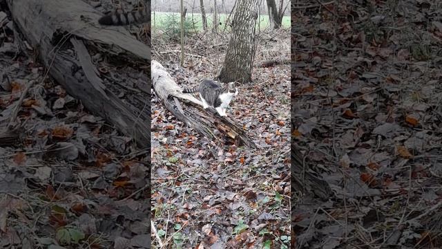 LuCa back in the forest (2):  Ouch! Hangnail! 😺