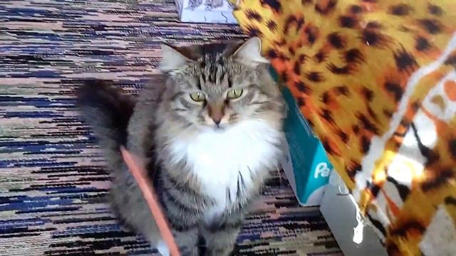 Бюджетная игрушка для котов. Все коты играют с ней.