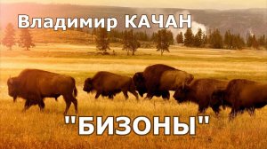 Владимир Качан "Бизоны"