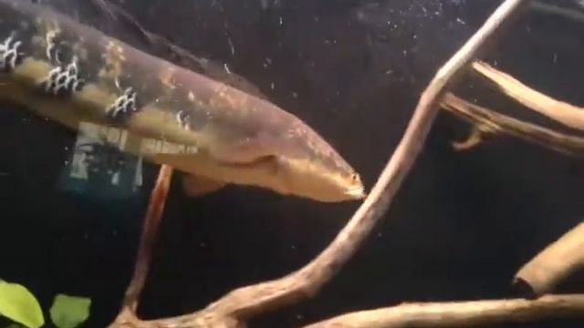 Змееголов Императорский и лягушка(snakehead attacks the frog) смотреть онлайн