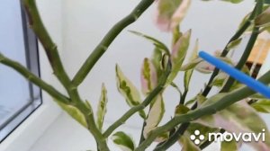 Педилантус. Титимaлоидный.Чтo это такое?