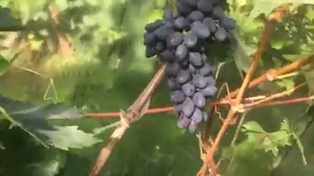 Виноград кишмиш А-17 достойный внимания. 2019г смотреть онлайн