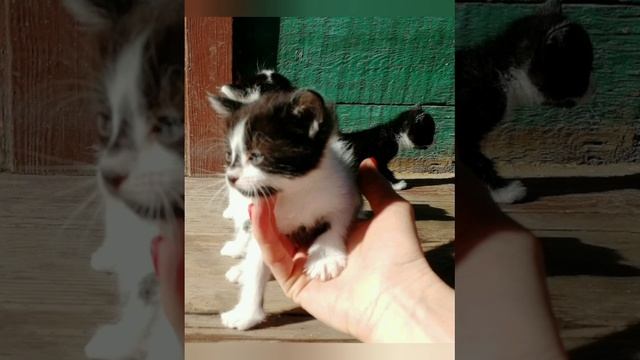 Котята
