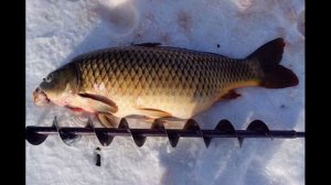 На это сазан прет. Как поймать сазана зимой. зимняя рыбалка. рыбалка видео. рыбалка 2021