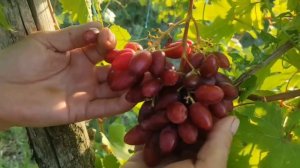 Виноград кишмиш Аккорд 🍇🍇🍇Калугина В.М. Видео от автора. Новинка винограда 2023.