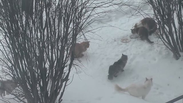 КОШАЧЬЯ СВАДЬБА.ЖЕНИХ и НЕВЕСТА.СТОЛЫ НАКРЫТЫ смотреть онлайн