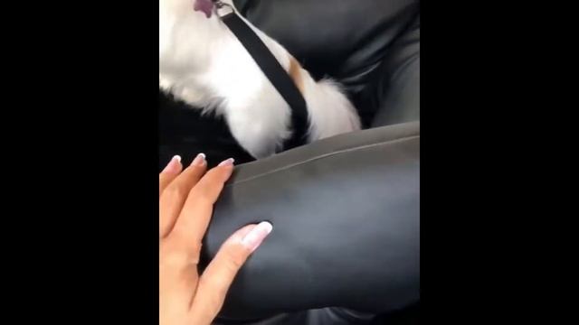 Автокресло для собак (черное) смотреть онлайн