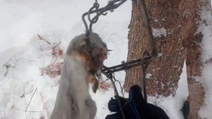 Что едят белки!?