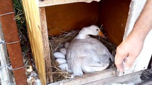 Сколько яиц за сезон несет гусыня породы Датский Легарт.