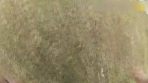 Так полиция при помощи ловушки с шипами останавливает автомобиль с подозреваемым