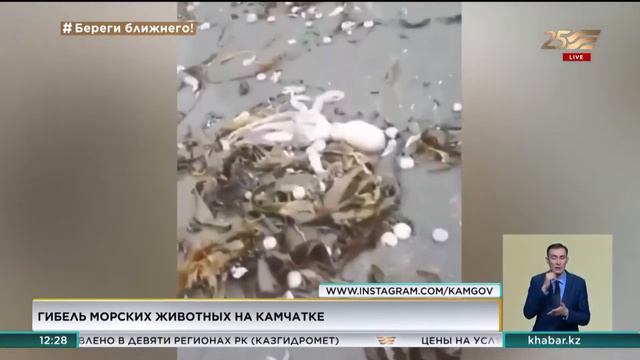 На Камчатке расследуют случаи массовой гибели морских животных