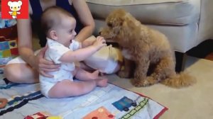 Дети и животные смешные видео для всех!