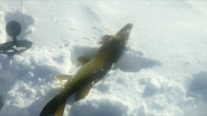 Ловим щуку на мойву (жерлицами).