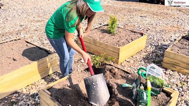 Найдены СЕКРЕТЫ посадки хвойных. МК от партнёра Мадейры производителя «Буйские удобрения» смотреть онлайн