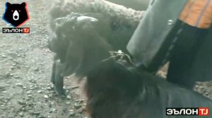 Молбозори Вахш / 2019. Сешанбе - Бозор дар нохияи Вахш